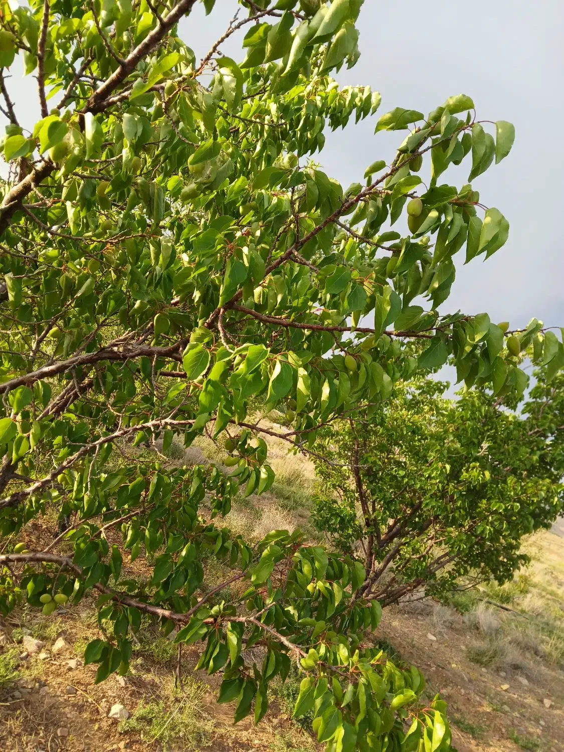 زمین  بادرخت میوه ساردو دربهشت جیرفت