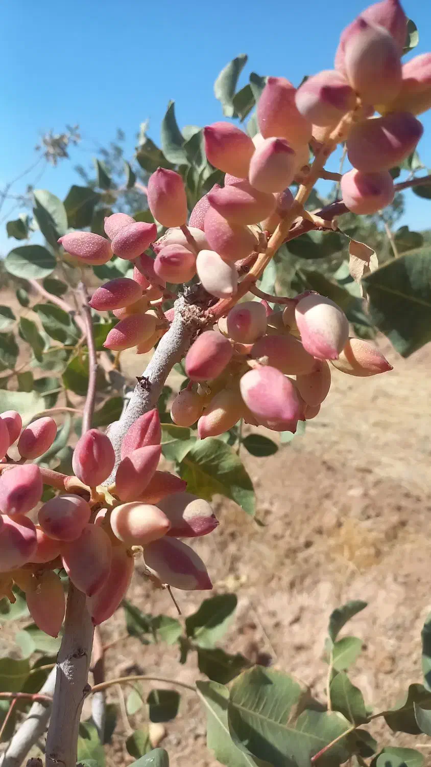 فروش باغ پسته