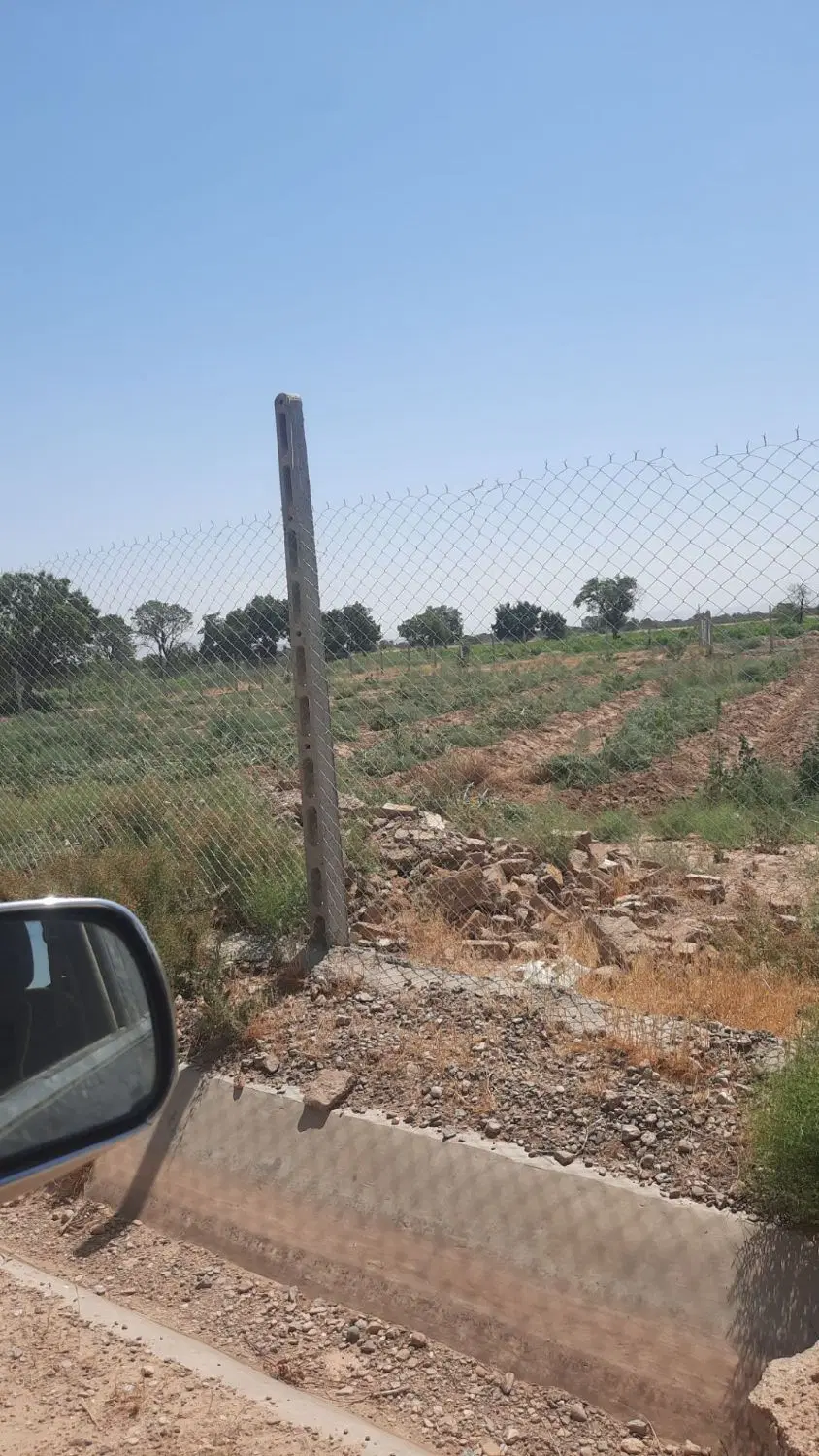 باغ یک ساله انگور و بادام سند تک برگ