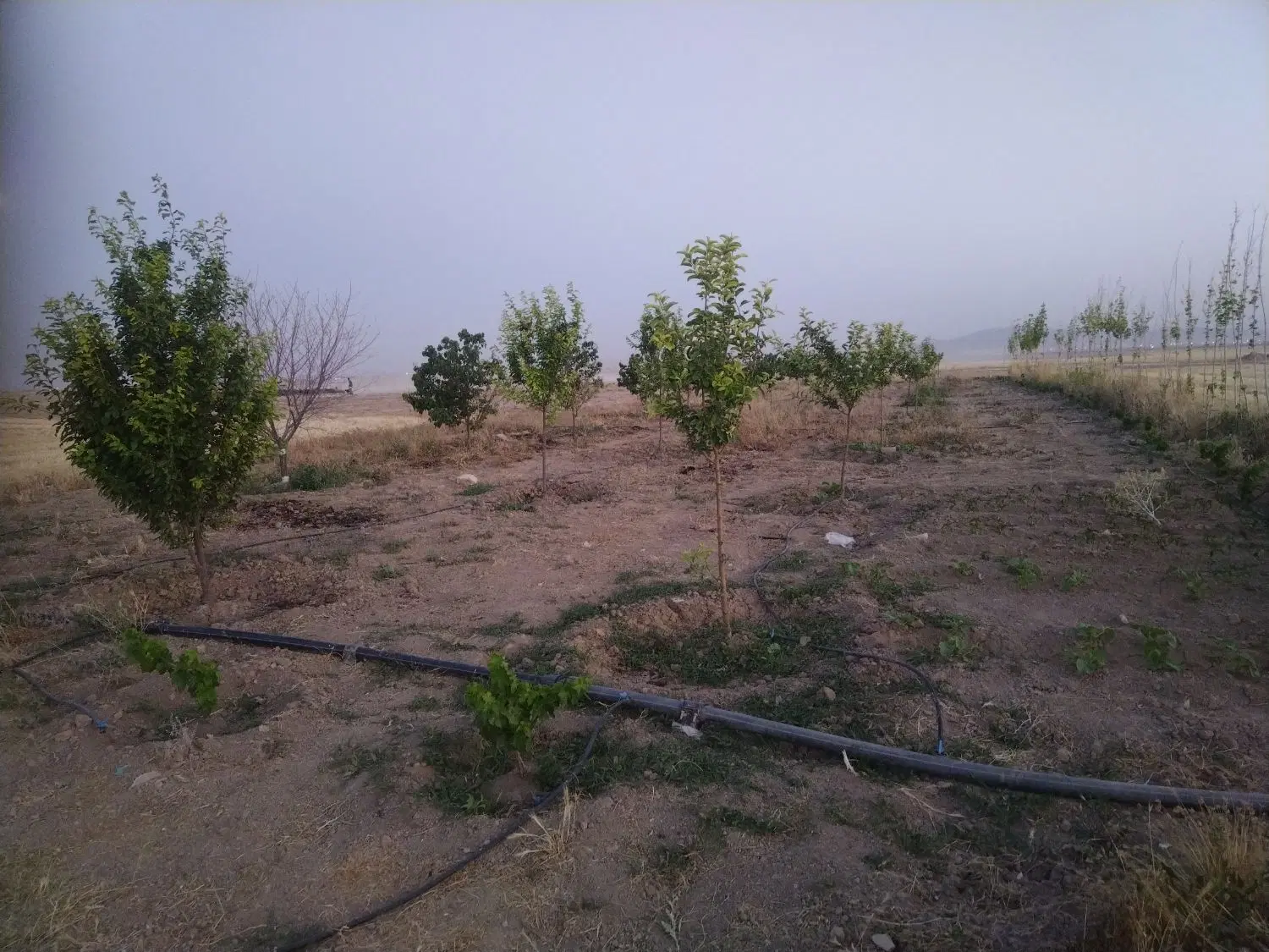 باغ و زمین کشاورزی