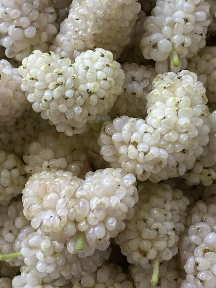 باغ چهار دیواری با نیم ساعت آب