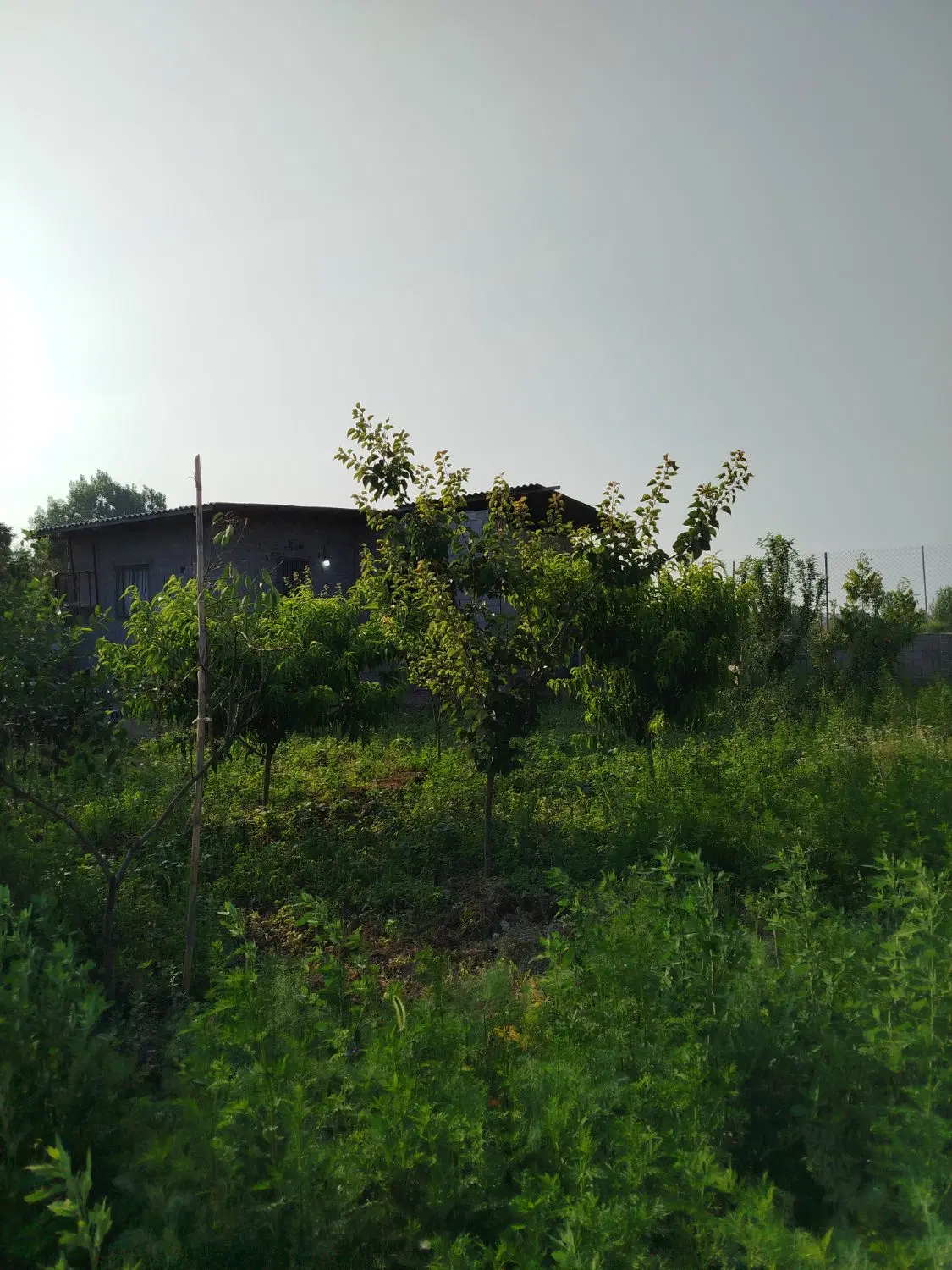 باغِ ۶۳۰ متری در مازندران (بابل - زرگرمحله)