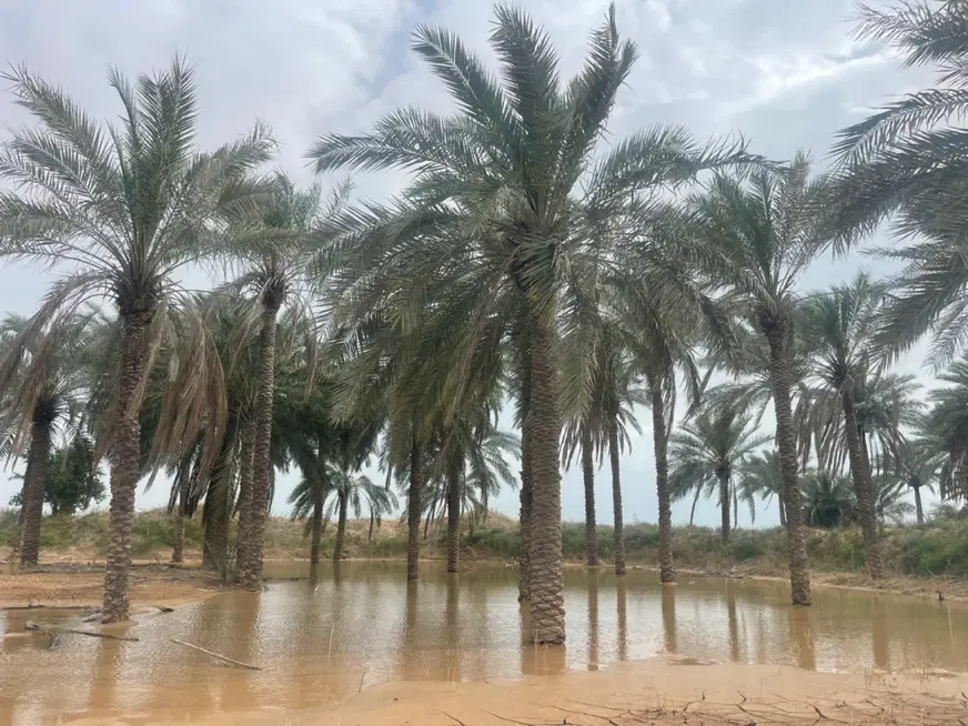 زمین باغی چاهبردی (اقساط)