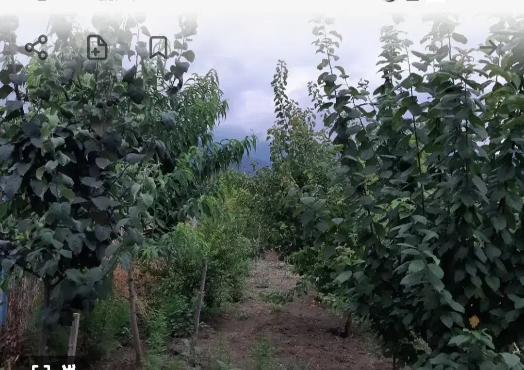 زمین باغی
