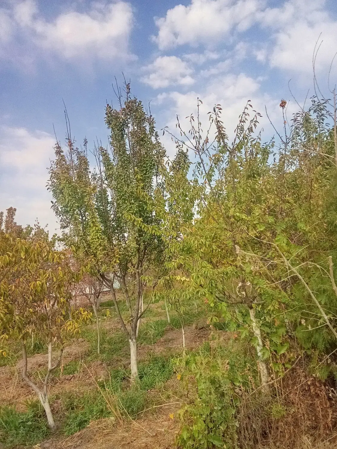 باغچه۱۰۰۰متری درنظراباد،همت اباد