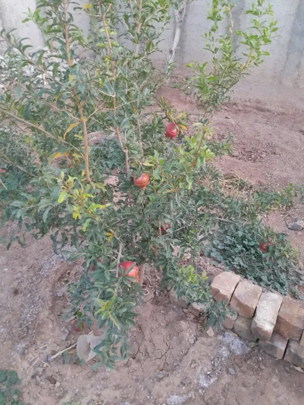 فروش یک واحد مسکونی روستایی