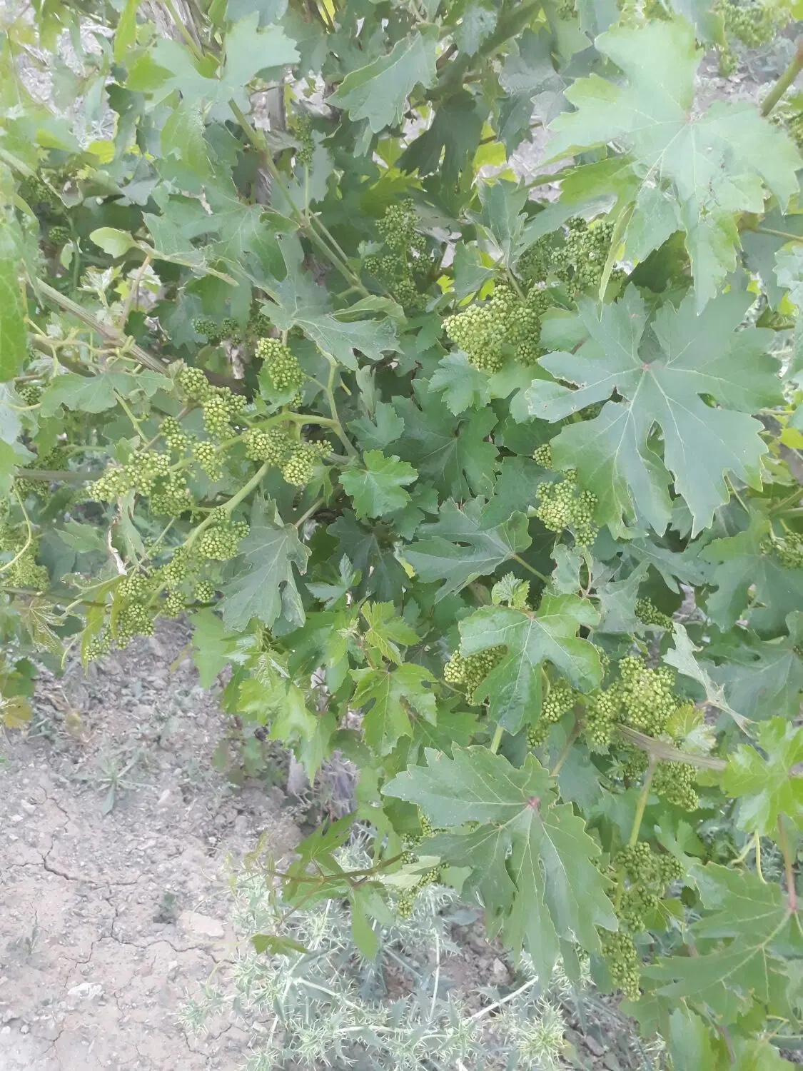 باغ به متراژ ۵۵۰ متر واقع روستای حیران