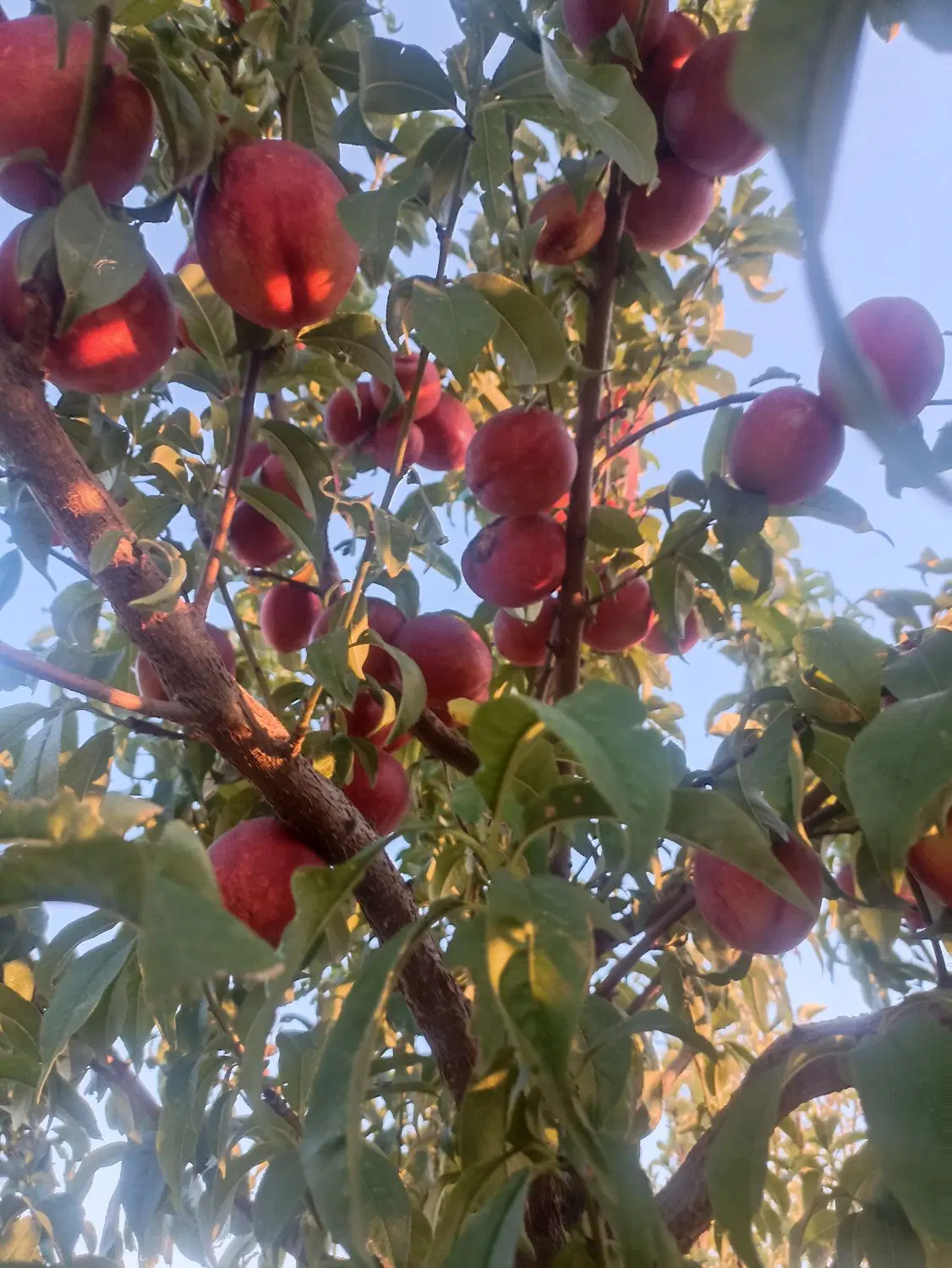 باغ نزدیک به شهر متراژ به دلخواه