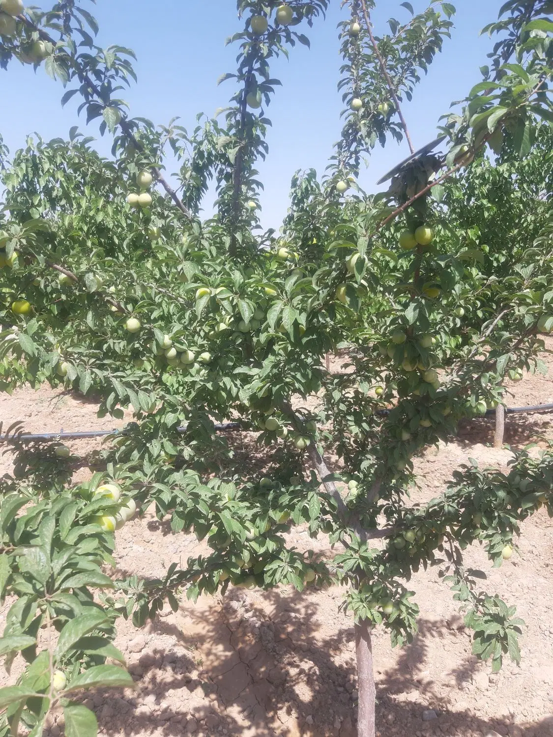 زمین باغی فروشی