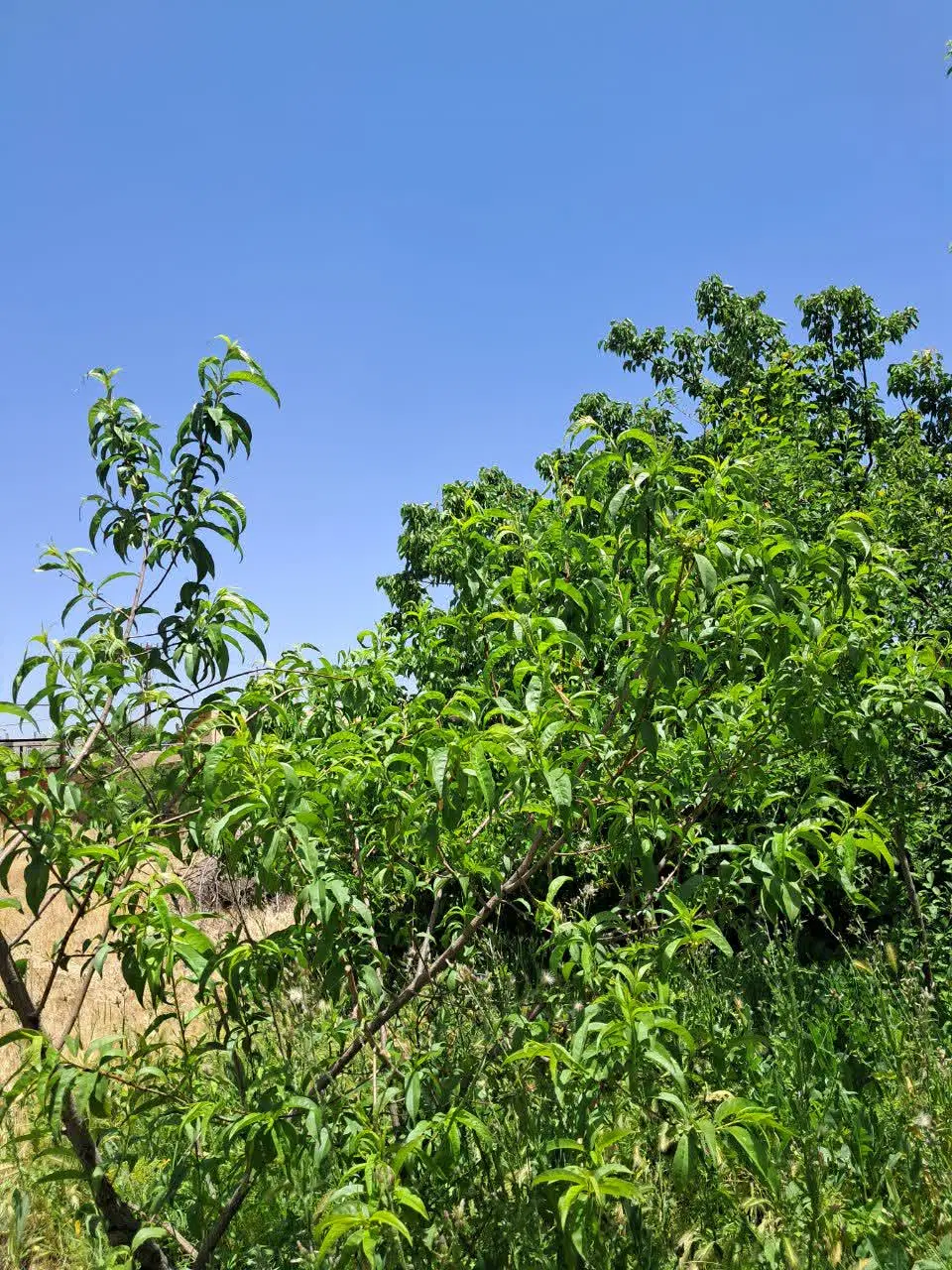 باغ ویلایی