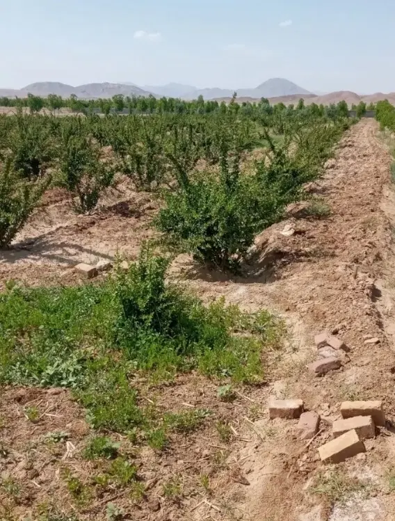 زمین کشاورزی دشت بجد