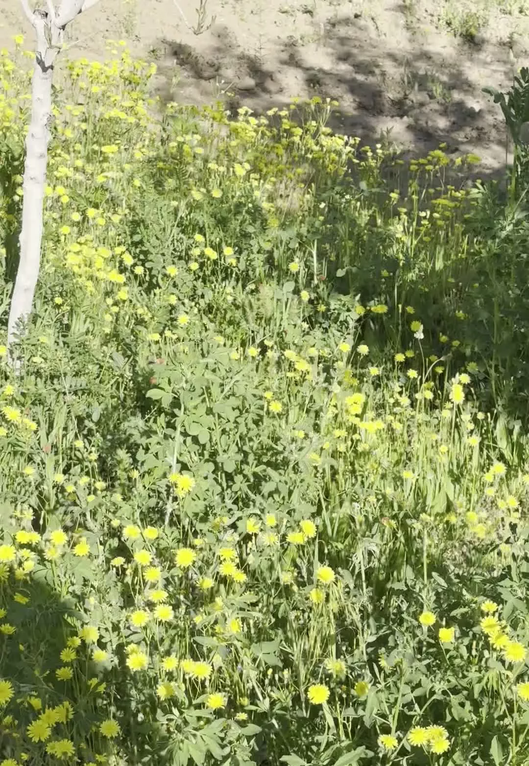 باغ (بناب مرند)