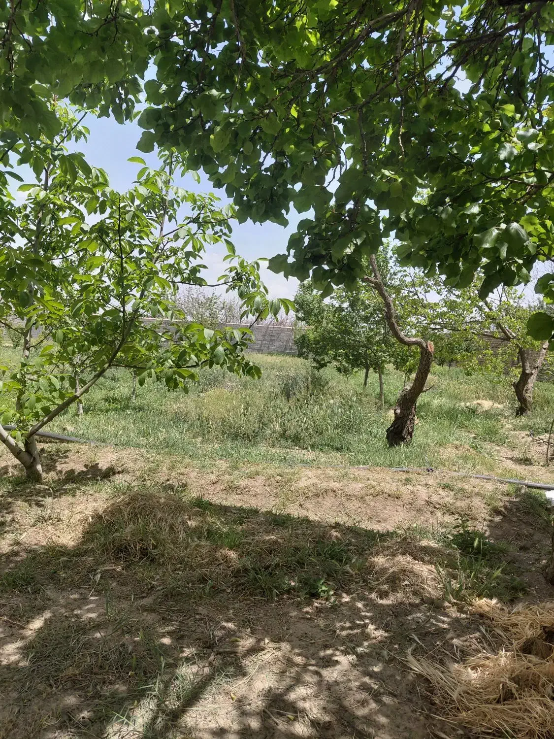 باغچه ۴۰۰متر ۴دیواری  آب برق گاز آبیاری قطره ای