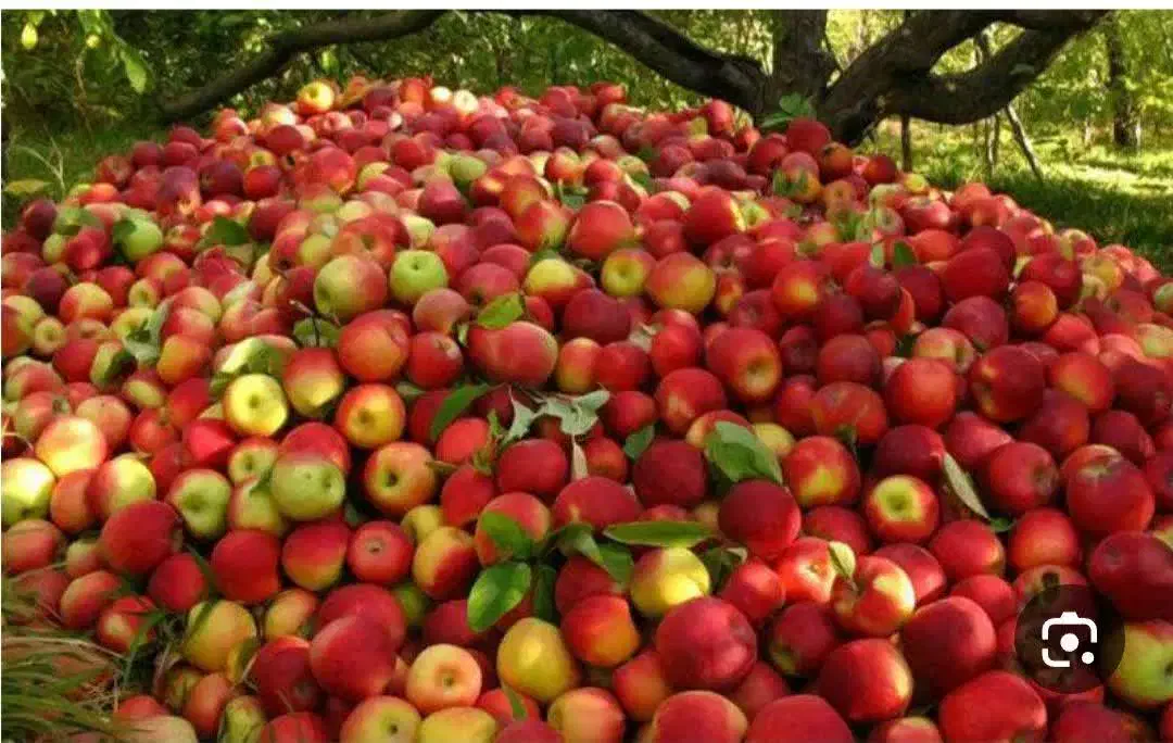 فروش 2هزار متر باغ سیب در روستای پیش باغان