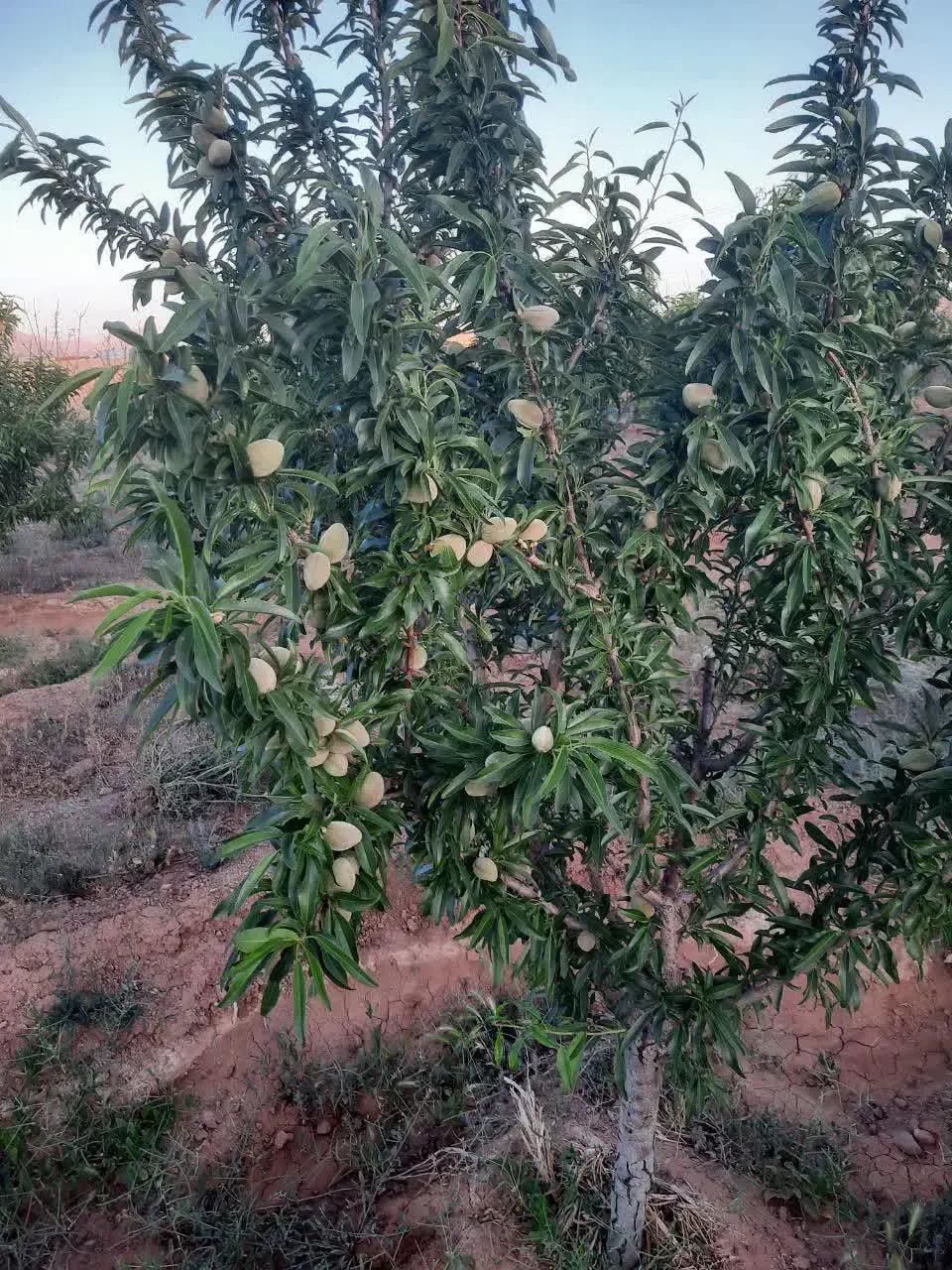 باغ
