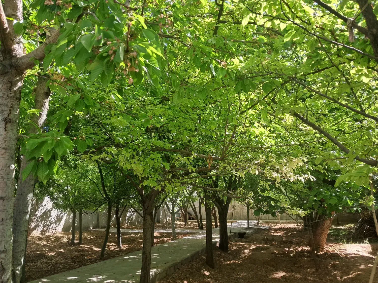 باغ ویلای   ۶۰۰ متری  تنگ چنار