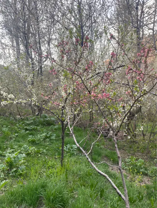 باغ با جواز ویلایی 312متری