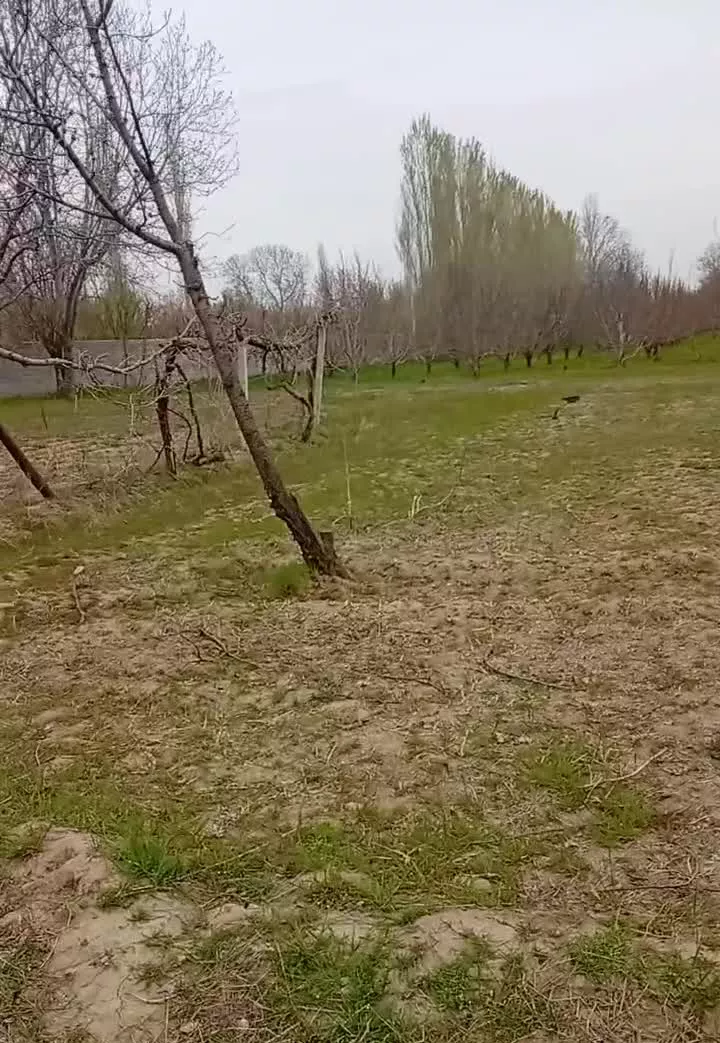 باغچه زراعی