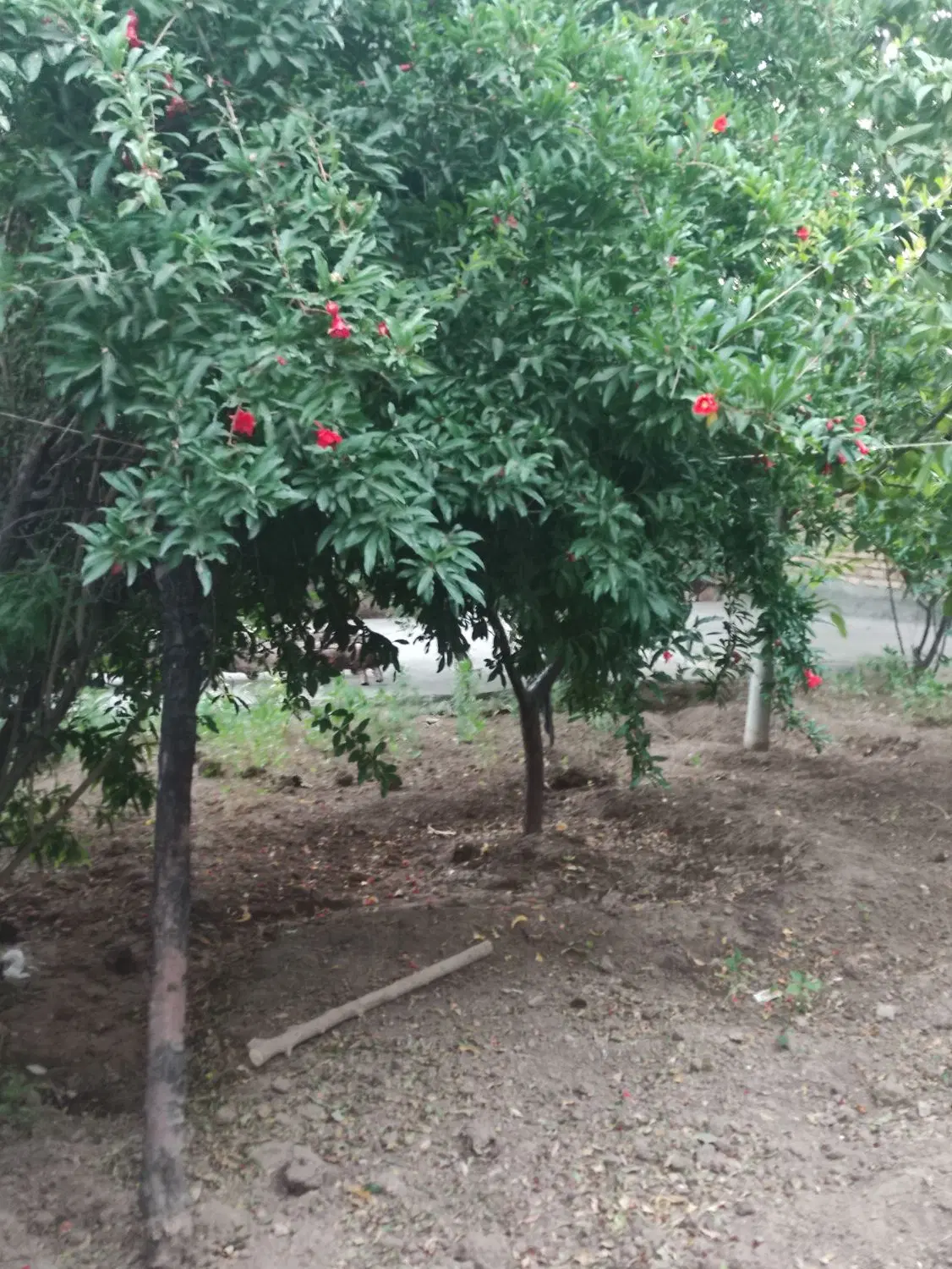 باغ ۲۰۰ متر کرناچی