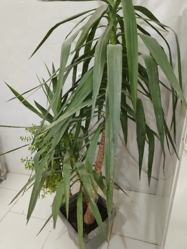 چهاردیواری سقف زده آماده تیغه چینی