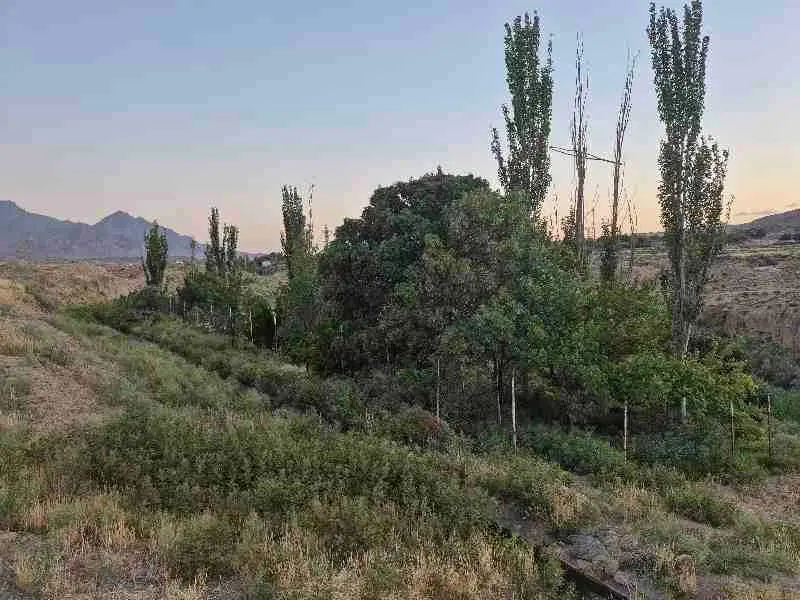 زمین باغ و باغ فروشی در روستای دیزیجان