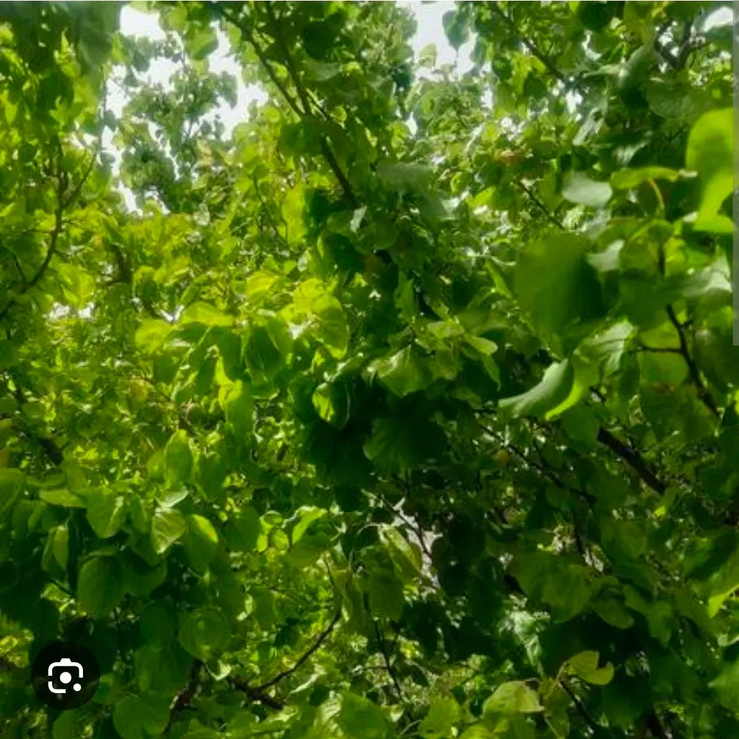 تهاتر باغ در ملارد روستای ویلادشت با واحد