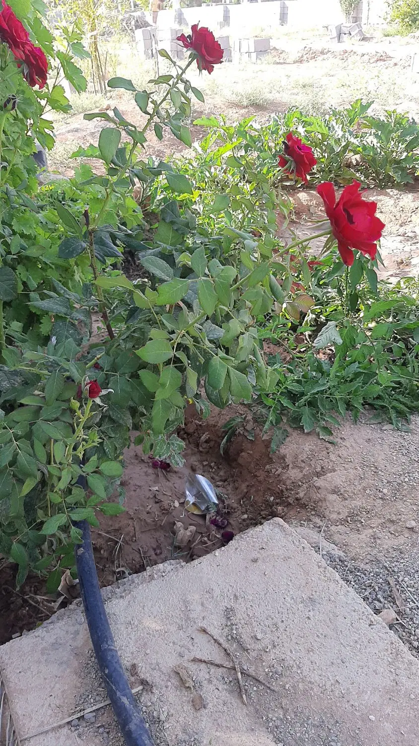 فروش باغچه زمین
