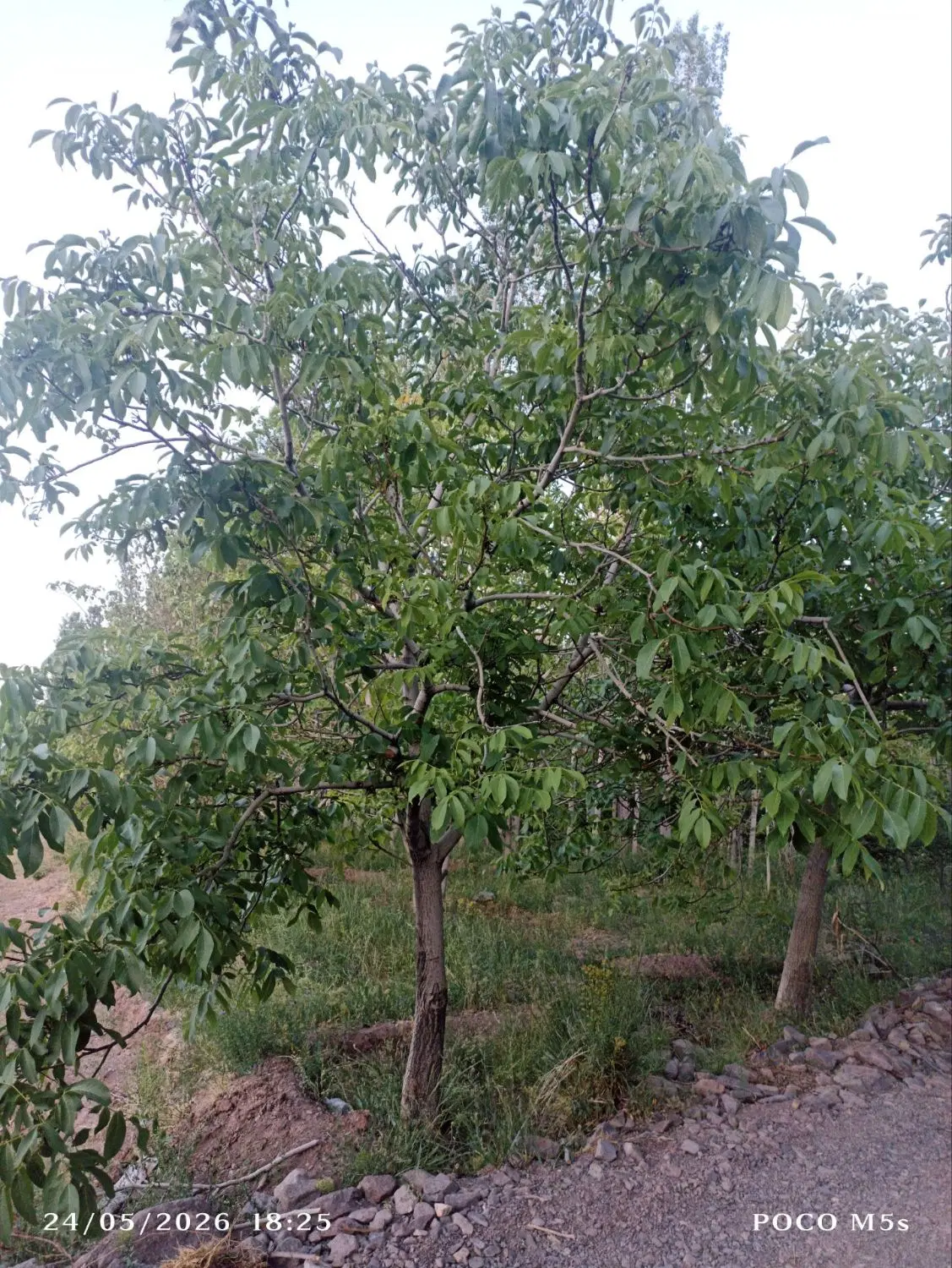 باغ خیرآباد راین جاده آبشار