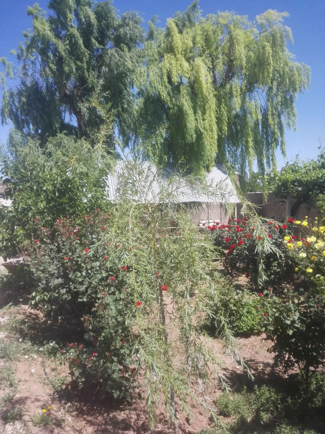 باغ و مزرعه کشاورزی