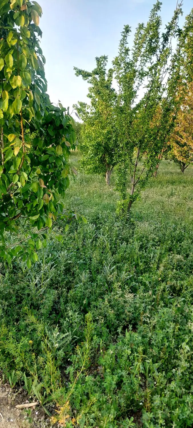 باغچه۱۰۰۰ متر  و چاه وشناور یغمورعلی