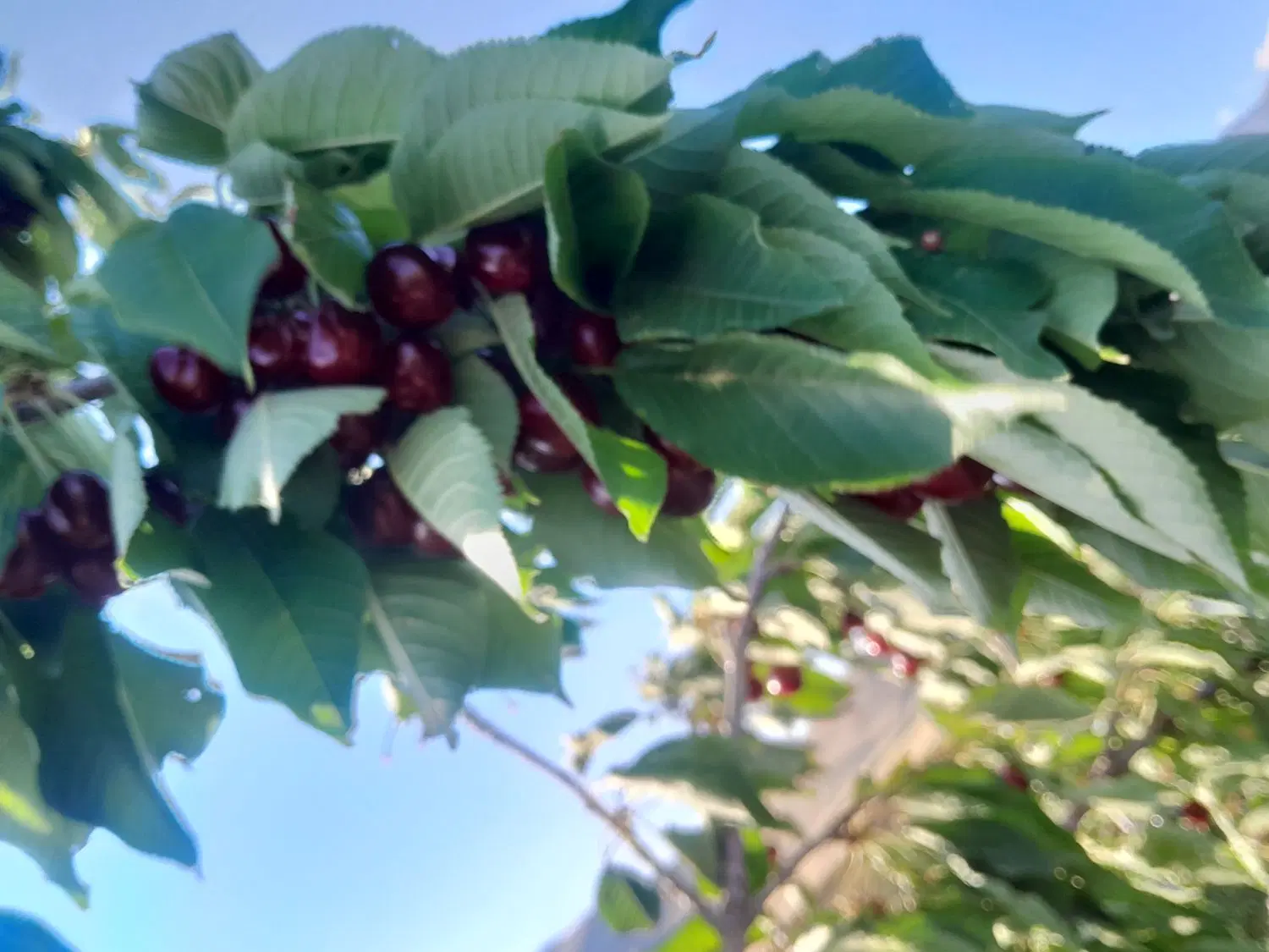 باغ و ویلا بیلوار