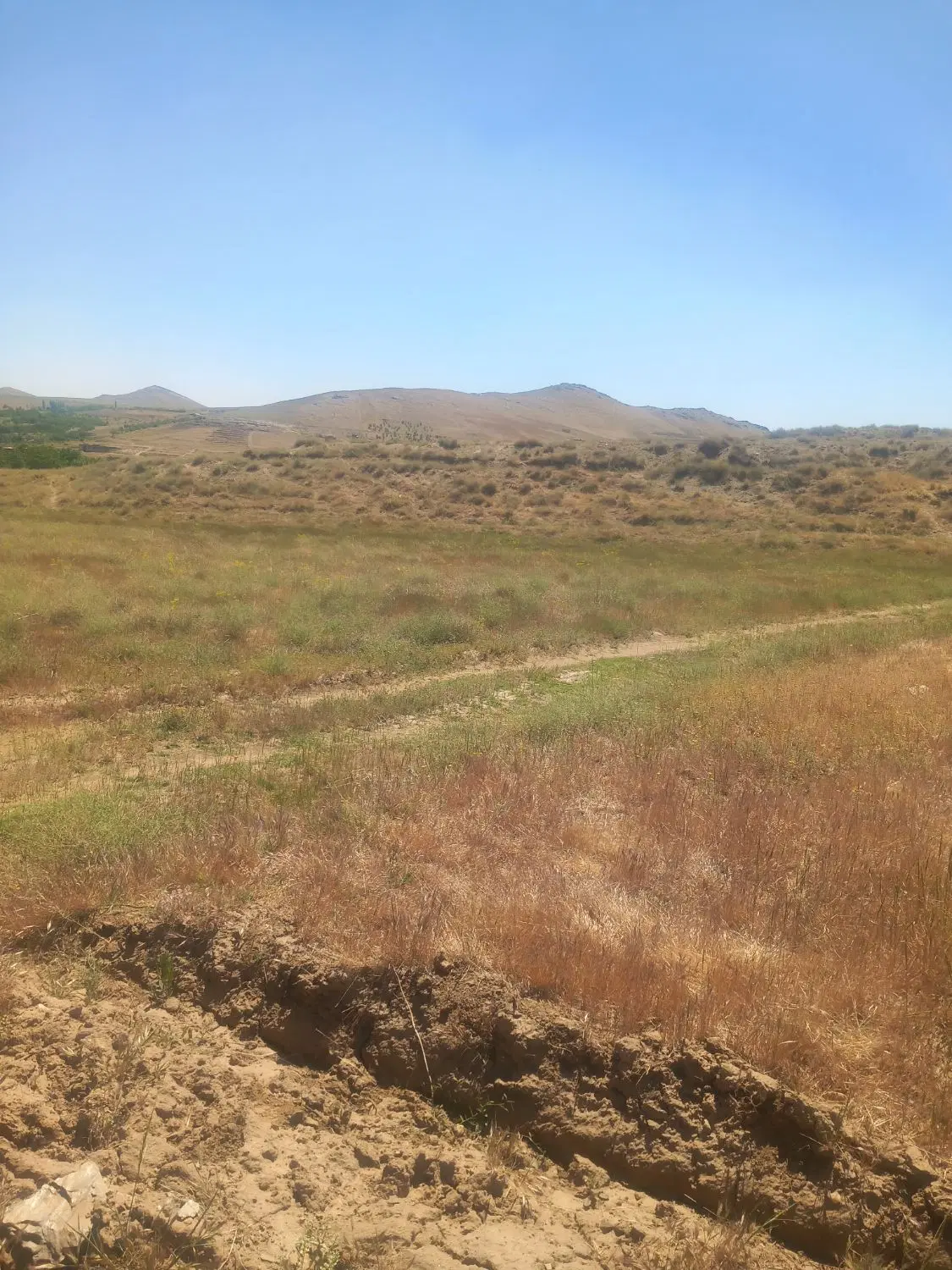 زمین باغی