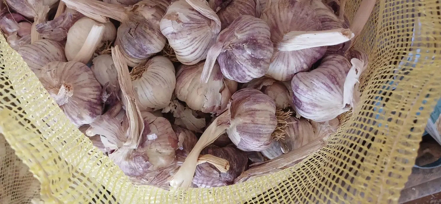 ۸ گوهان زمین درروستادهپیازبرای سیرقرمزاجاره داد