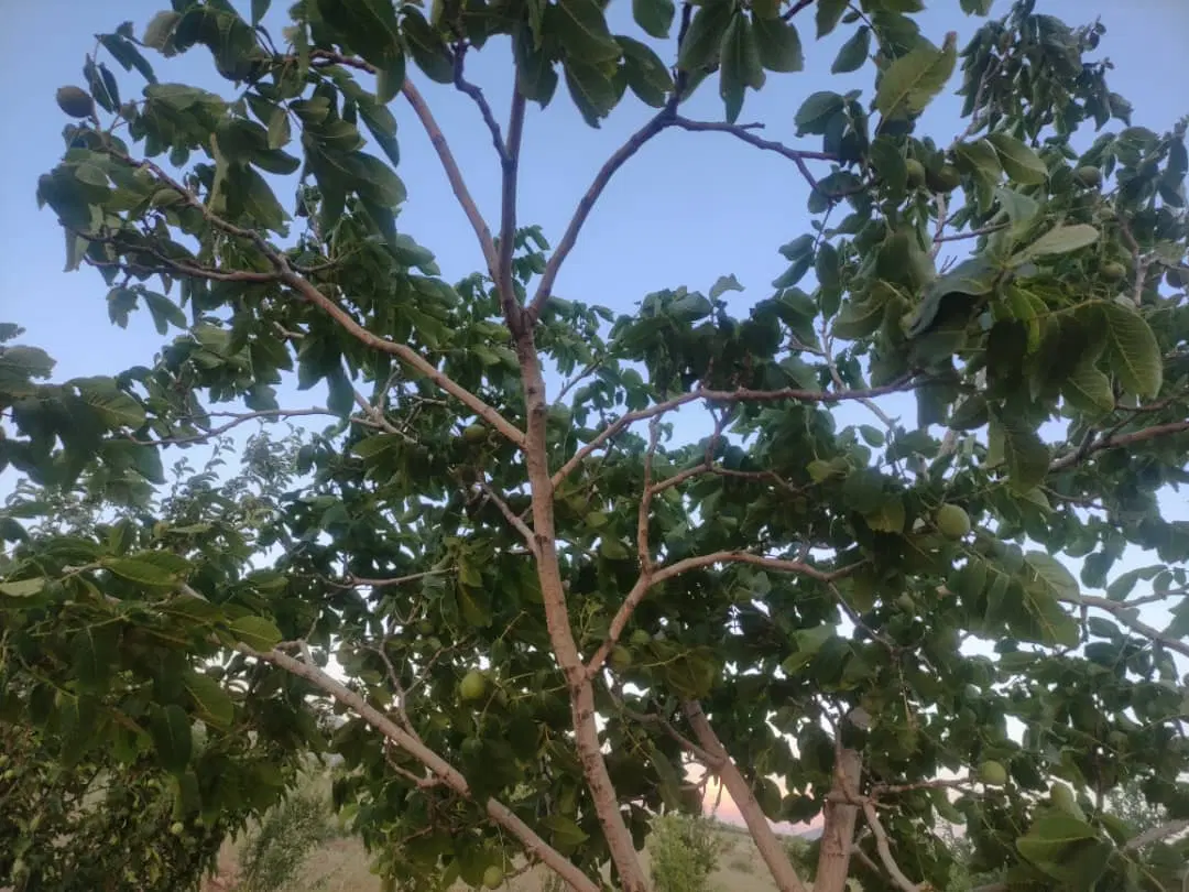 فروش باغشهری