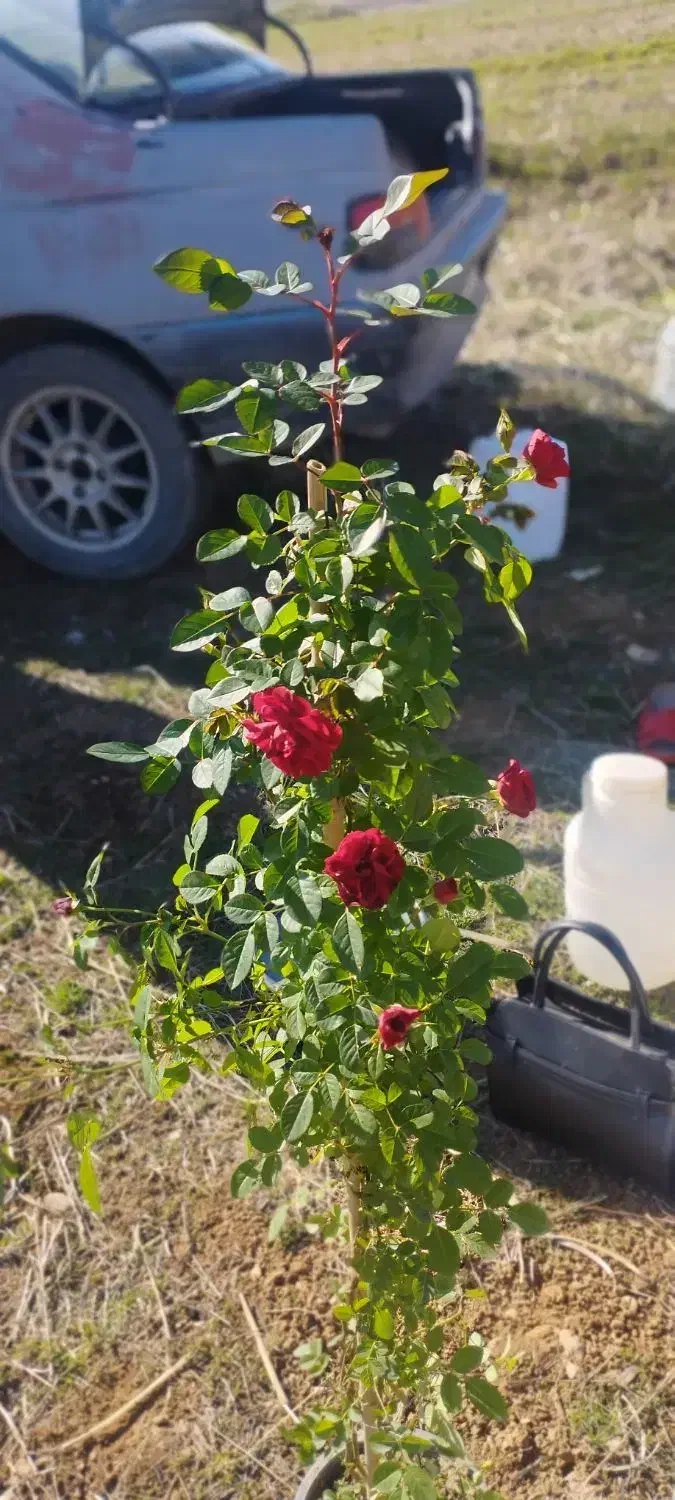 زمین باغی معاوضه