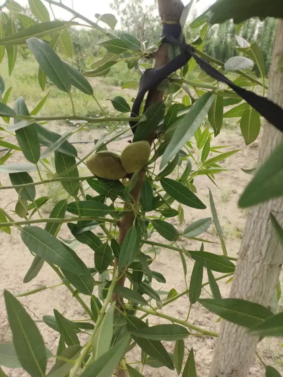 باغچه با سند تک برگ آماده انتقال