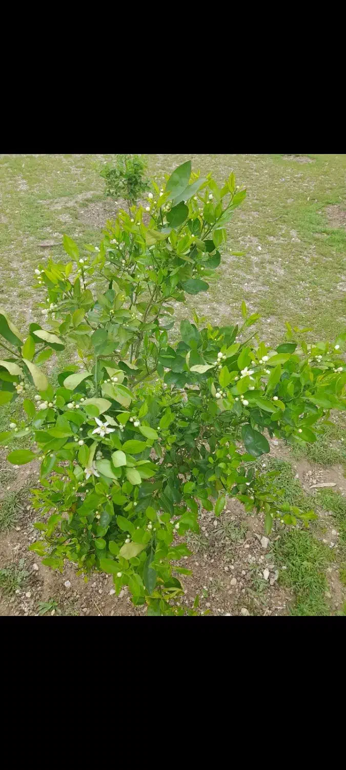 فروش زمین روستای آبپخشان