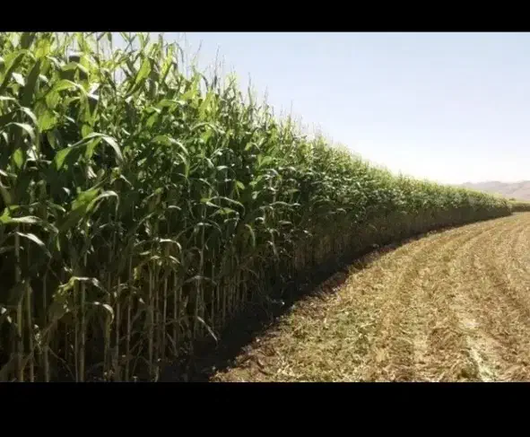 زمین برای کاشت ذرت چاپر... شراکتی
