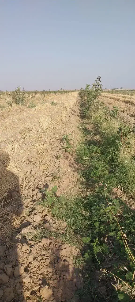 زمین زراعی