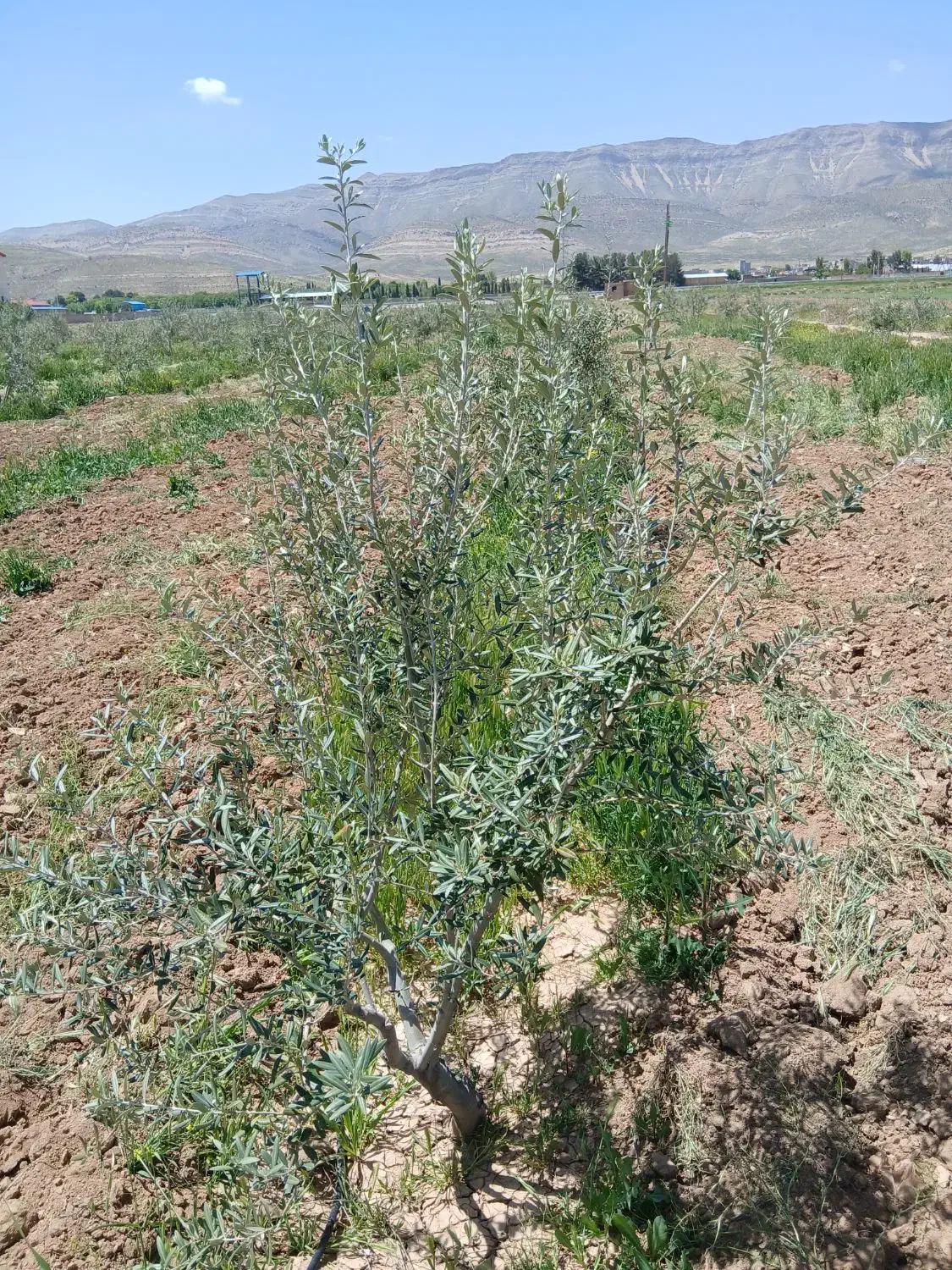 فروش زمین باغشهری
