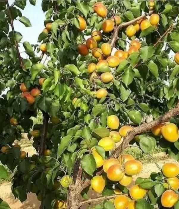 باغچه دارای سند تک برگ