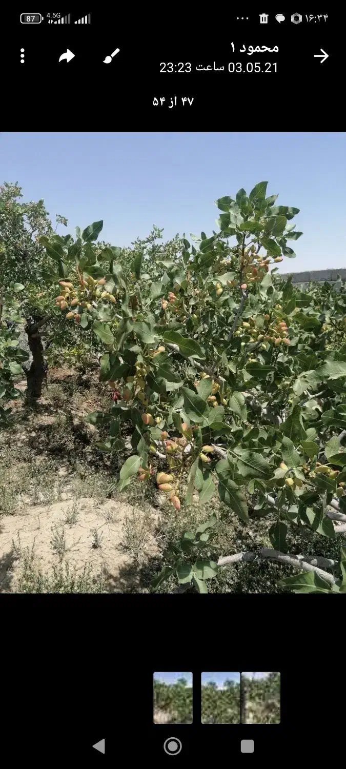 باغ پسته در حاجی آباد
