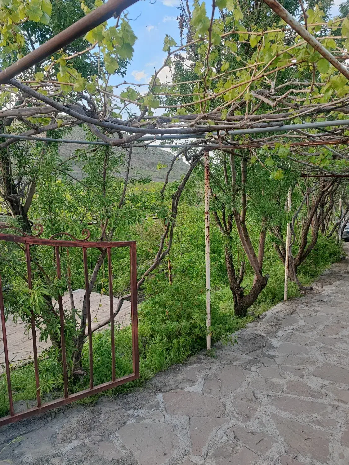 باغ کوهستانی