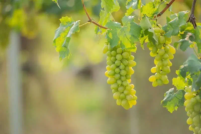 باغ انگور روسیمی