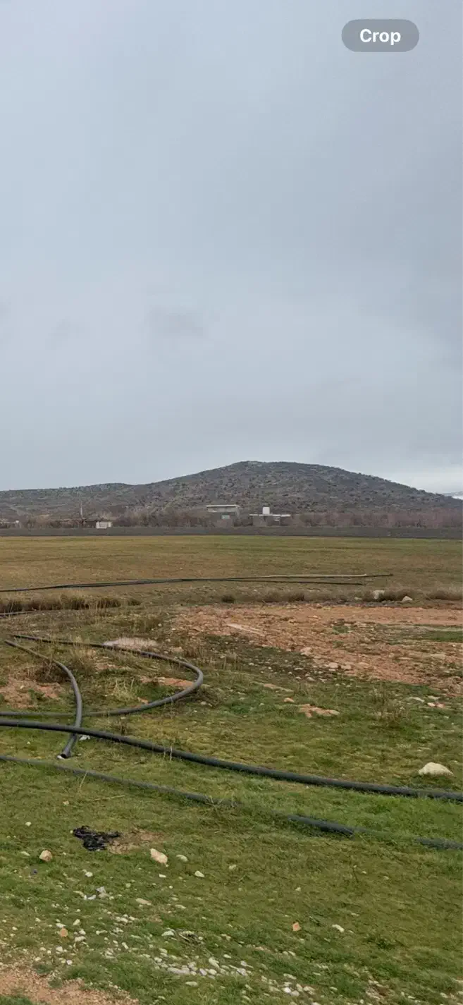 اجاره زمین کشاورزی برای سیفی جات