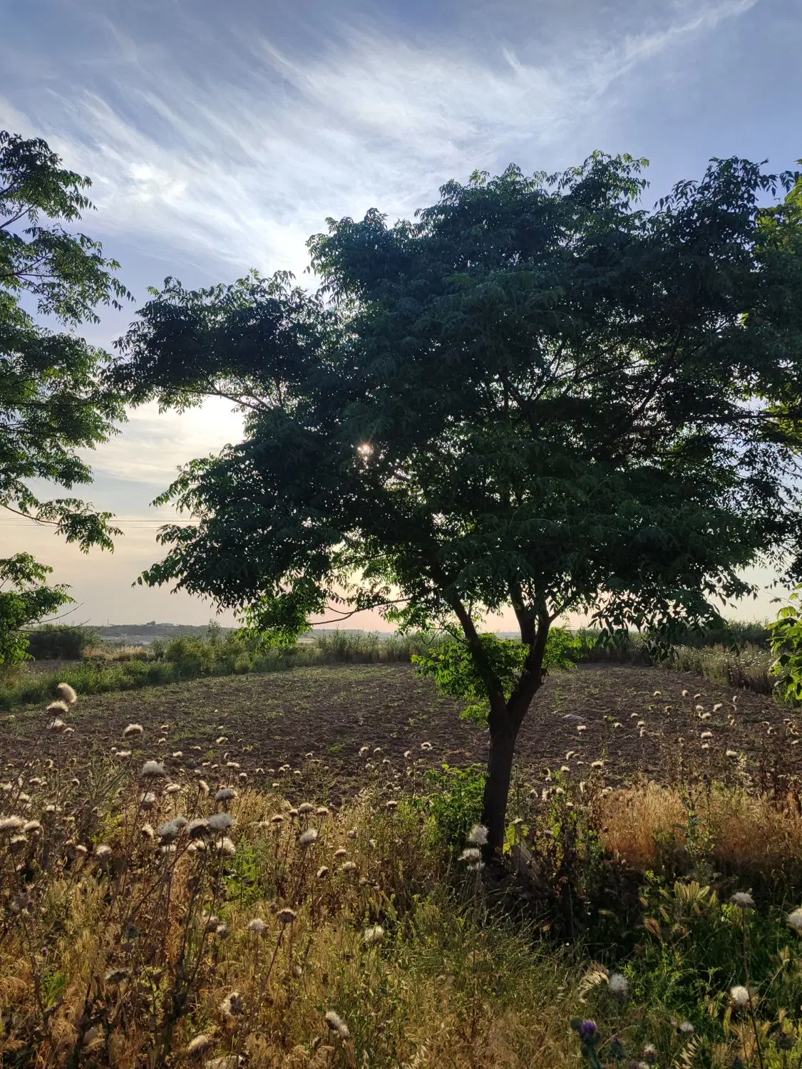 زمین کشاورزی بعد پل کوسه