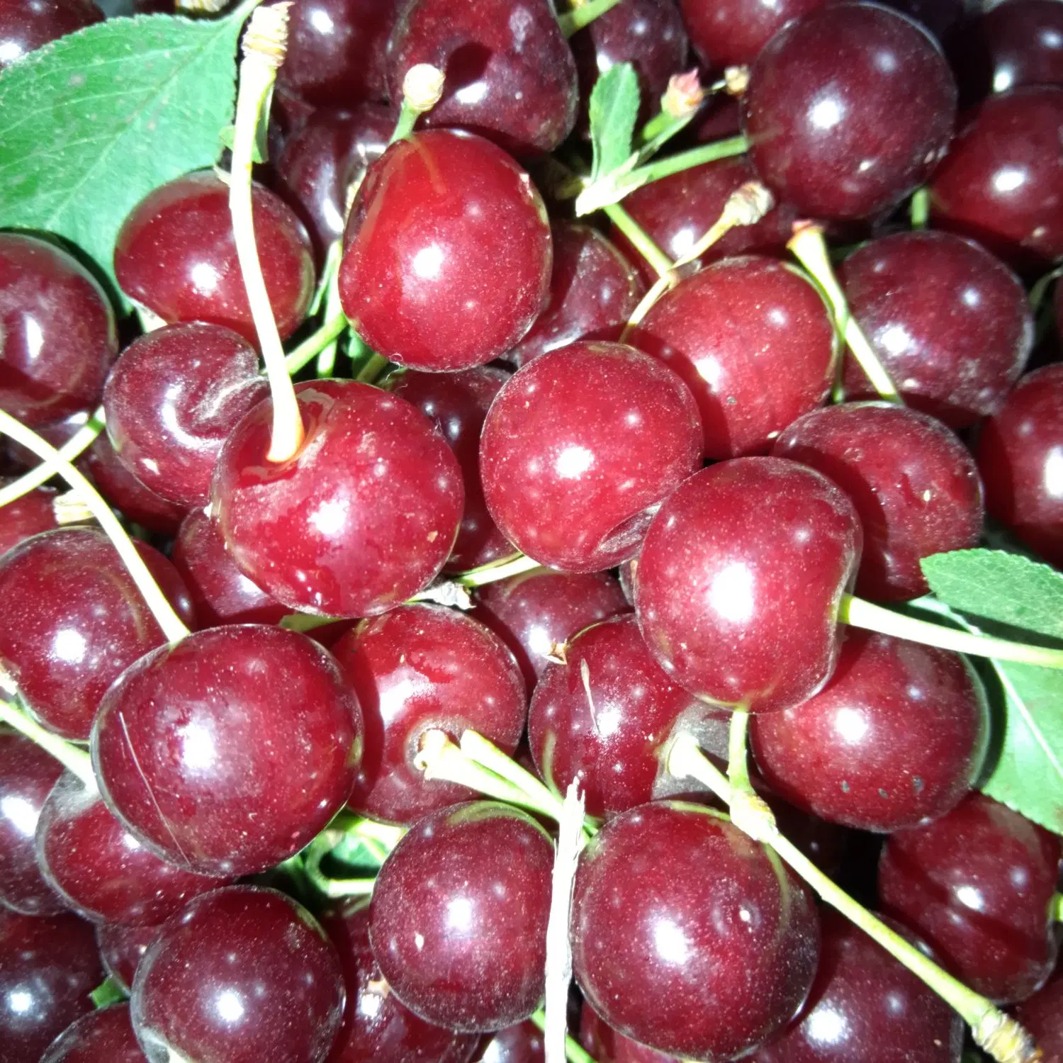 باغ آلبالو پربار