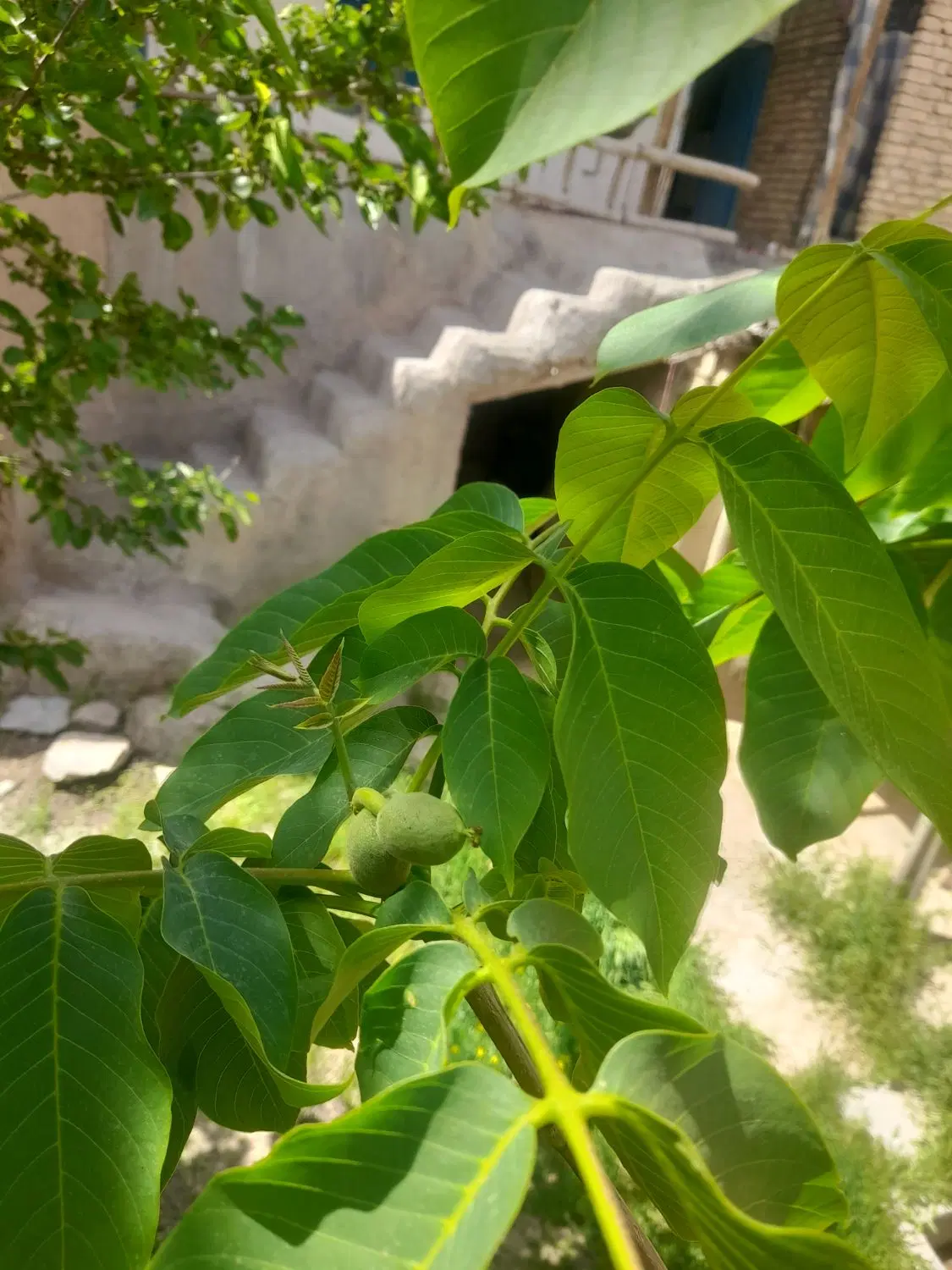 خانه روستایی