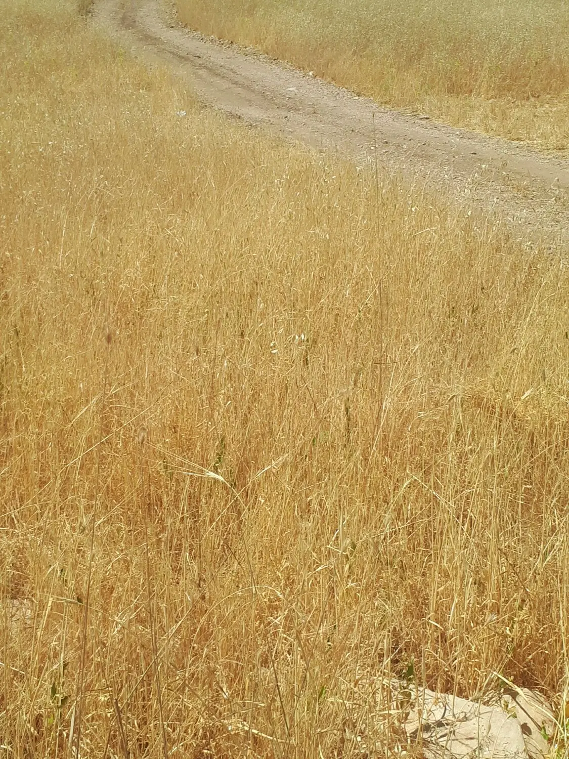 زمین کشاورزی