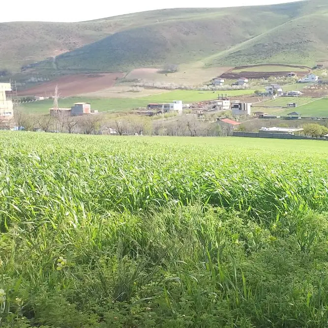 3000متر زمین کشاورزی سرابقامیش
